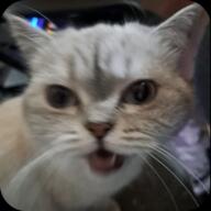 cat feline not_furry real_life stesha // 512x512 // 236KB