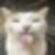 cat not_furry real_life // 22x22 // 1.1KB