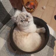 cat feline not_furry real_life stesha // 1280x1280 // 199KB