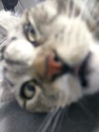 cat not_furry // 3016x4032 // 3.8MB